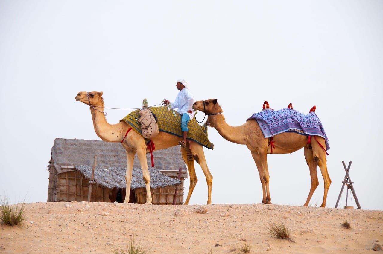 desert chameaux dubai
